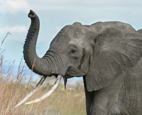 Elephant picture used during the P300 experiment