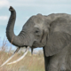 Elephant picture used during the P300 experiment